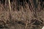 Fragrant Sumac