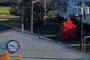 red tree