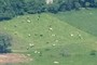 Cows