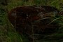 Lichen