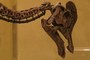 Corythosaurus skull