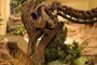 Corythosaurus