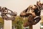 Tyrannosaurs