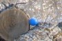 Blue egg!
