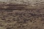 Mesquite expansion