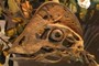 Oviraptorosaur