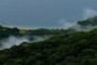 Mist over the forest