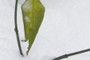 Lonely leaf