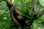 TARZAN IN NEST