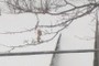 The Last Leaf
