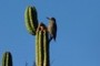 WOODPECKER