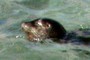 Swimming harbor seal