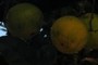 citrus