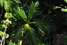 Ethnobotany 105