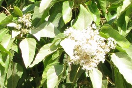 Ethnobotany 105