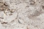 Soil
