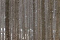 116342-210x140