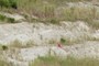 Culebra Fm (Emperador Limestone)