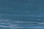 Whales