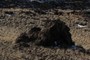 Isolated Lava