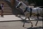 The  Horse and...