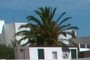 Palm tree