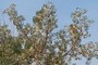 Poplar seeds