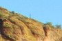 Lone Saguaro