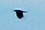 It's a bird, it's a plane, it's.....