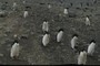 ubiquitous penguins