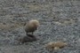 Skua