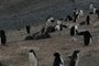 penguin creche