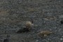 skua