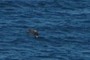 Probably a South Polar Skua