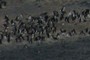 penguin colony