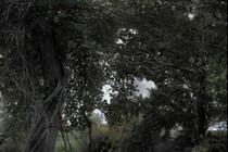 119593-210x140