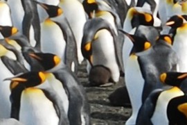 baby penguins
