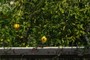 Citrus