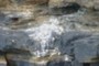 guano