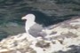 gull