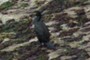 Cormorant