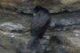 another cormorant