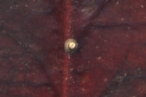 13602-210x140