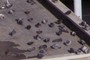 pigeon