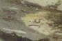 Belgica larvae are tiny