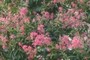 Blossoms