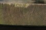 Tree Rings