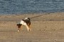 Walking The dog