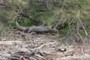 Edge of mega flotsam pile