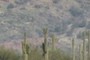 Rabbit ear saguaro